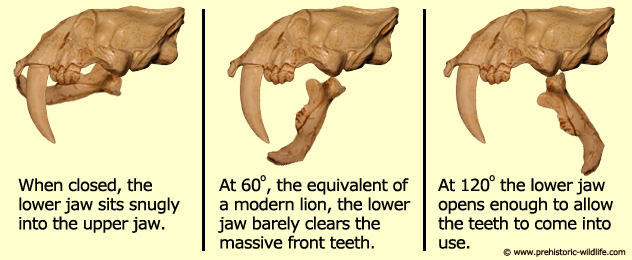 Smilodon could open its mouth to 120 degrees by Prehistoric Wildlife